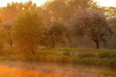 Blooming apple tree in the trickle meadows at the Ahlhorn fish ponds, Ahlhorn, Lower Saxony,
