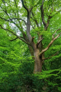 Spring in the Baumweg jungle, Emstek, Lower Saxony, Germany