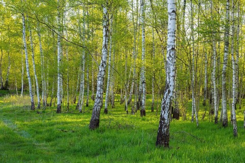 Spring at the Ahlhorn fish ponds, Ahlhorn, Lower Saxony, Germany