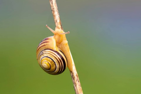 Groin banded snails on a stalk, Ahlhorn, Lower Saxony, Germany