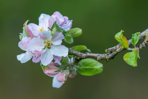 Blossom of an apple tree, Ahlhorn, Lower Saxony, Germany