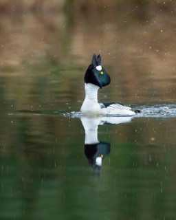 Courting goldeneye (Bucephala clangula), Ahlhorn, Lower Saxony, Germany