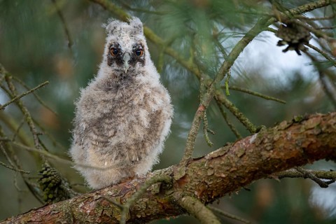 Long-eared owl (Asio otus), young bird, Faßberg, Lower Saxony, Germany