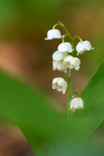 Lily of the valley (Convallaria majalis), Damme, Lower Saxony, Germany
