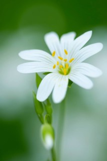 Greater stitchwort (Stellaria holostea), Dötlingen, Lower Saxony, Germany