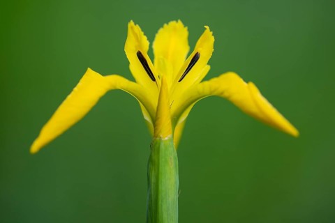 Flower of the marsh iris (Iris pseudacorus), Dötlingen, Lower Saxony, Germany