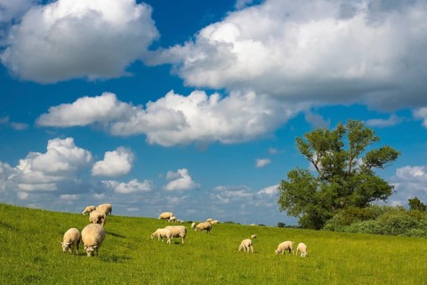 Sheep on the dike near Holler Siel, Holle, Hude, Lower Saxony, Germany