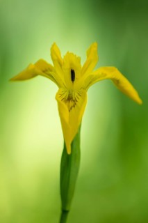 Flower of the marsh iris (Iris pseudacorus), Dötlingen, Lower Saxony, Germany