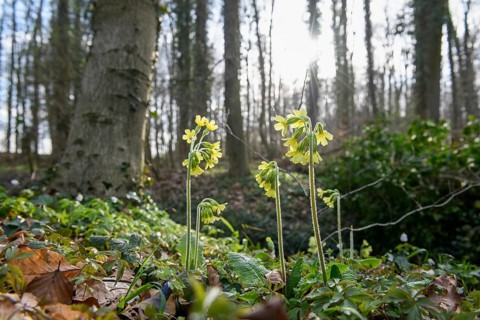 Yellow spring flowers True oxlip (Primula elatior) bloom in the light-flooded forest, Sondermühlen,