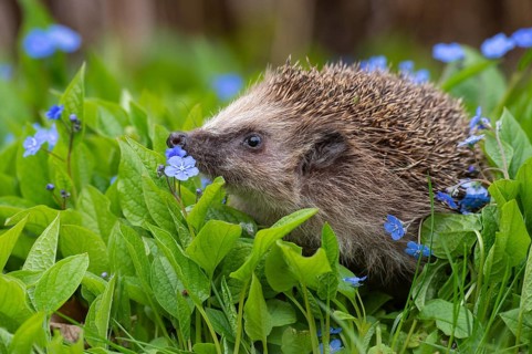 Cute hedgehog, brown-breasted hedgehog (Erinaceus europaeus) in the garden, Vechta, Lower Saxony,