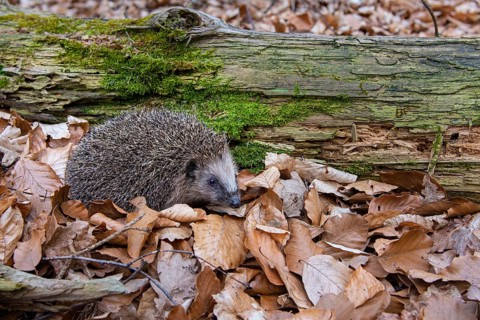 Hedgehog (Erinaceidae) on the forest floor looking for winter quarters, Cloppenburg, Lower Saxony,