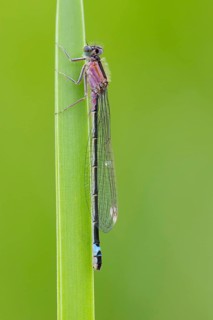 Blue-tailed damselfly (Ischnura elegans), Ahlhorn, Lower Saxony, Germany