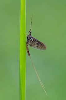 Ephemera danica or Danish mayfly (Ephemera danica), Ahlhorn, Lower Saxony, Germany