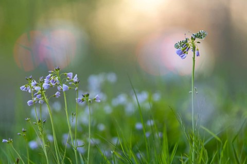 Aurora butterfly (Anthocharis cardamines) on meadowfoam, Vechta, Lower Saxony, Germany