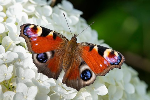 Peacock butterfly (Aglais io), Vechta, Lower Saxony, Germany