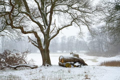 Hunte meadow with oaks (Quercus) in winter, Ostrittrum, Lower Saxony, Germany