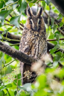 Long-eared owl (Asio otus), Damme, Lower Saxony, Germany