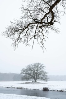 Oak (Quercus) in the Hunte meadows near Colnrade in winter, Colnrade, Lower Saxony, Germany