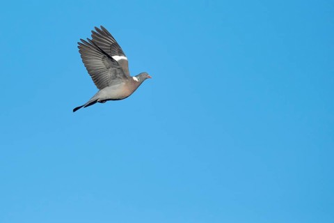 Woodpigeon (Columba palumbus) in flight against a blue sky, Hanover, Lower Saxony, Germany
