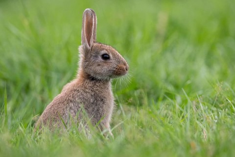 Attentive wild rabbit (Oryctolagus cuniculus), Vechta, Lower Saxony, Germany