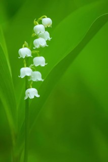 Flowering lily of the valley (Convallaria majalis), Damme, Lower Saxony, Germany