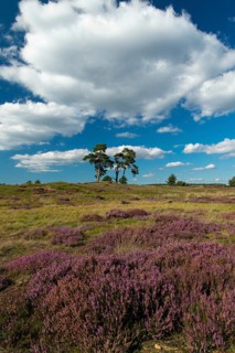 Flowering heather (Calluna vulgaris), heathland in De Hoge Veluwe National Park, Hoenderloo,