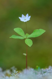 Siebenstern, Trientalis europaea, Visbek, Lower Saxony, Germany