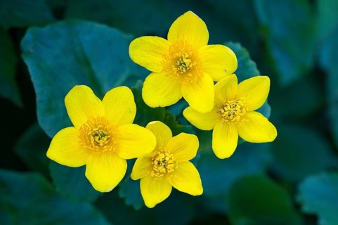 Blooming marsh marigold (Caltha palustris) at a ditch in the Ochsenmoor at Lake Dümmer, Lembruch,