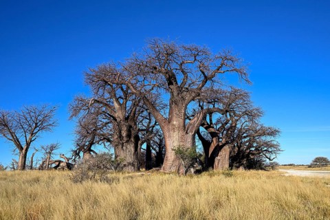 Baines Baobabs, baobab or baobab trees (Adansonia digitata), Kudiakam Pan, Nxai Pan National Park,