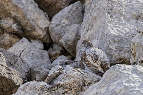 Rock ptarmigan (Lagopus muta), close-up, female stands perfectly camouflaged by the grey plumage