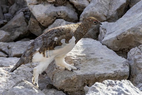 Rock ptarmigan (Lagopus muta), close-up, male walking between rocks in the Alps, Bavaria, Germany