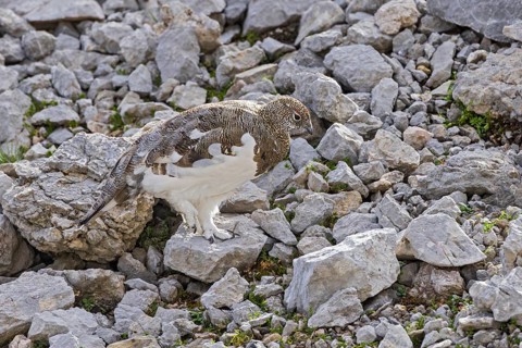 Rock ptarmigan (Lagopus muta), close-up, male walking between rocks and scree on a mountain slope