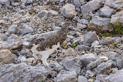 Rock ptarmigan (Lagopus muta), close-up, male between rocks on a mountain slope in the Alps,