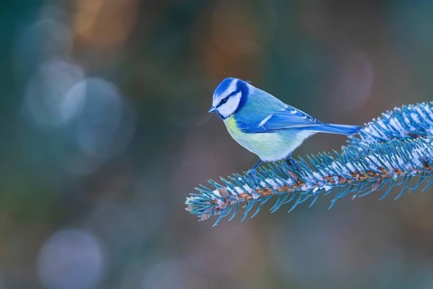 Blue tit (Cyanistes caeruleus), adult bird sitting on a snow-covered branch of a spruce tree in the