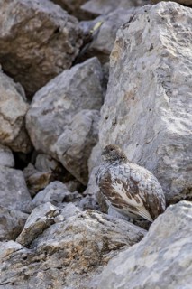 Rock ptarmigan (Lagopus muta), close-up, female stands perfectly camouflaged by the grey plumage