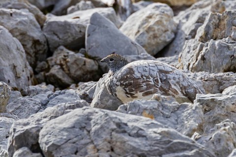 Rock ptarmigan (Lagopus muta), close-up, female hides perfectly camouflaged by the grey plumage on