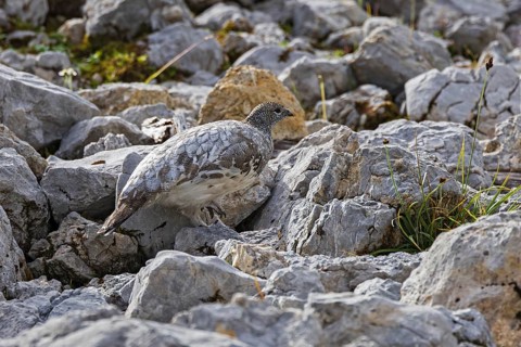 Rock ptarmigan (Lagopus muta), close-up, female runs camouflaged by the grey plumage barely visible