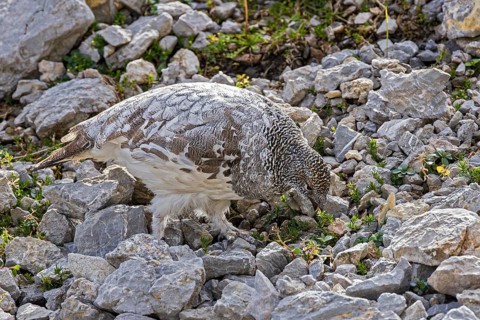 Rock ptarmigan (Lagopus muta), close-up, male feeding on green plants between rocks and scree in