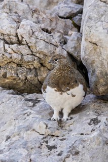 Rock ptarmigan (Lagopus muta), close-up, female standing between rocks in the Alps, Bavaria,