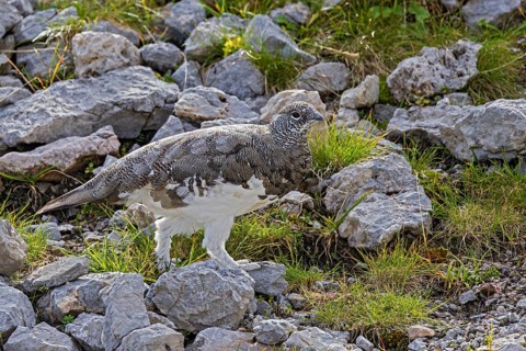 Rock ptarmigan (Lagopus muta), close-up, male walking through a scree field on a mountain slope in