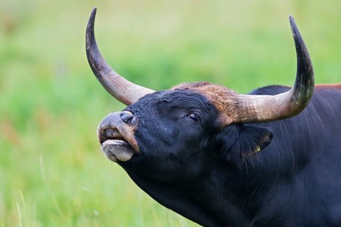 Heck cattle (Bos primigenius f. taurus), close-up and portrait of a bull with powerful horns and
