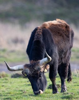 Heck cattle (Bos primigenius f. taurus), close-up of a feeding bull on pasture, Baden-Württemberg,