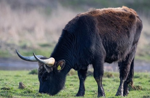 Heck cattle (Bos primigenius f. taurus), close-up of a feeding bull on pasture, Baden-Württemberg,