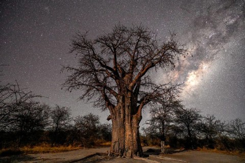 Starry sky above a baobab or baobab tree (Adansonia digitata), Kudiakam Pan, Nxai Pan National