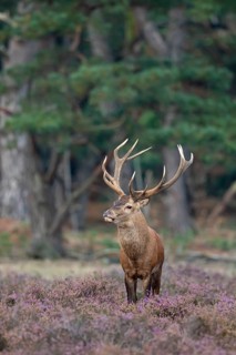 Red deer (Cervus elaphus), rut, Hoenderloo, Gelderland, Netherlands