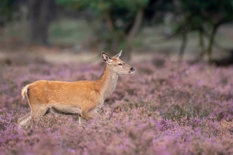 Red deer (Cervus elaphus), female, Hoenderloo, Gelderland, Netherlands