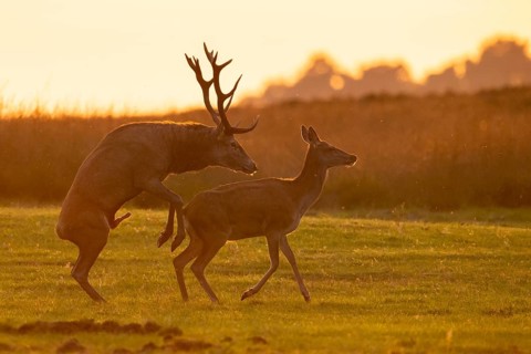 Red deer (Cervus elaphus) mating, Hoenderloo, Gelderland, Netherlands