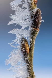 Hoarfrost on a branch with a bud, Colnrade, Lower Saxony, Germany