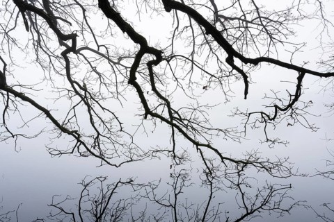 Ahlhorn fish ponds in fog, Ahlhorn, Lower Saxony, Germany