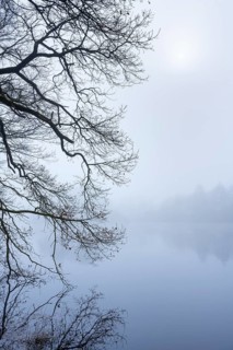 Ahlhorn fish ponds in fog, Ahlhorn, Lower Saxony, Germany